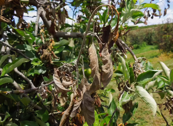 Apple tree shoot infected with fire blight. Shoot has turned brown and the tip of the shoot has curled downward, forming a shepherds crook.