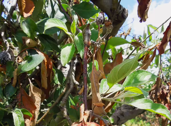 Apple tree stem that has developed a canker. Canker is sunken and darkened.