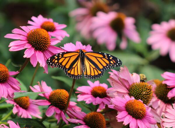 Orange and black monarch butterfly on purple coneflowers. 