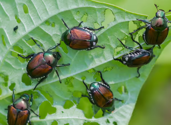beetles on leaf