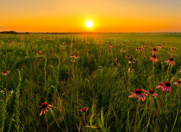 field of flowers at sunset