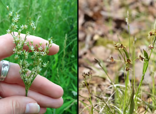 two images of rushes in bloom