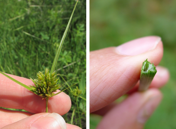 two sedges, showing three ranked leaves on left and triangular stem on right