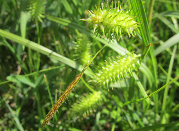 sedge with male and female flowers