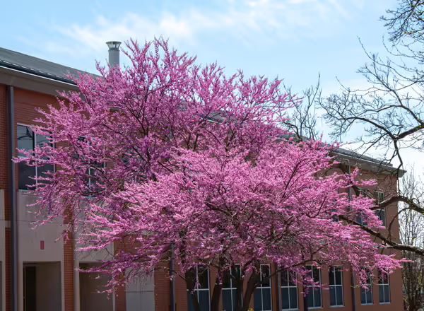 Blooming redbud tree