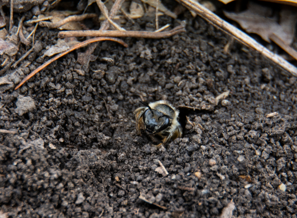 A native bee emerging from it's underground nest in a garden