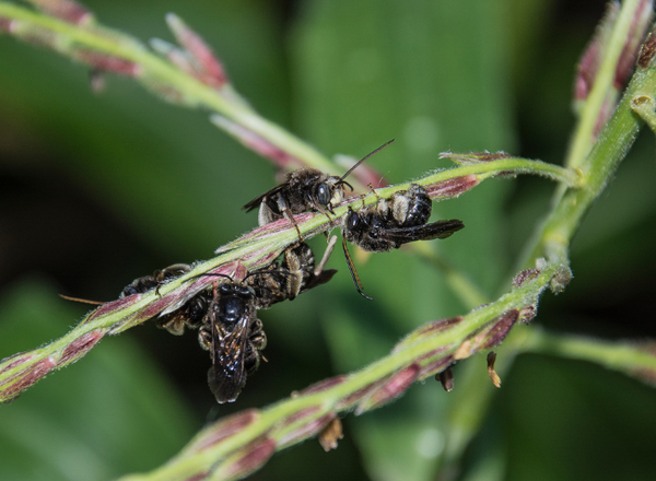 A group of male long-horned bees resting on the tassels of a corn plant