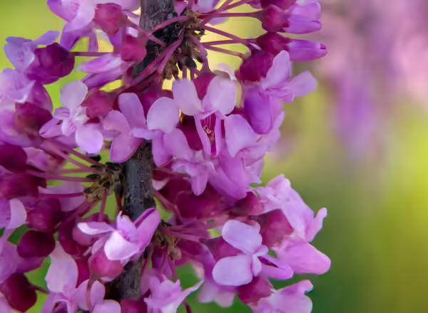 Closeup of pink redbud flowers