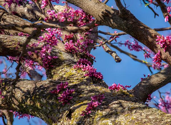 Pink redbud flowers on trunk of tree