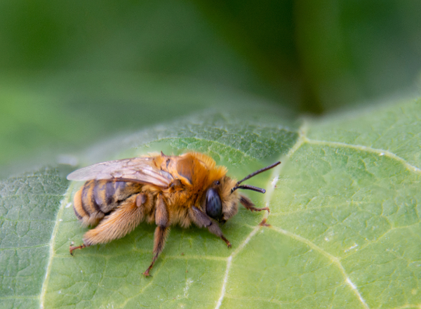 Squash bee resting on a leaf