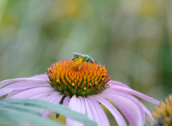 A green sweat bee on coneflower