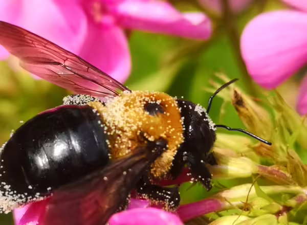 carpenter bee on Phlox paniculata