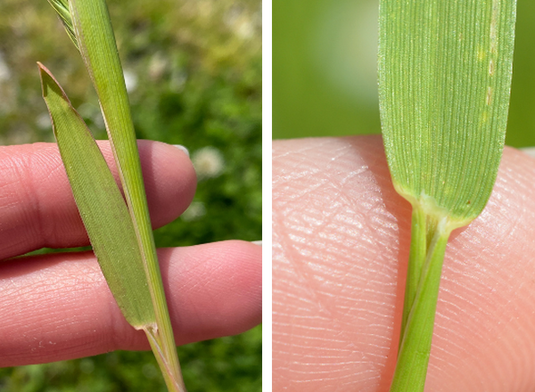 left shows broad, short leaf of little barley, right shows short membranous ligule