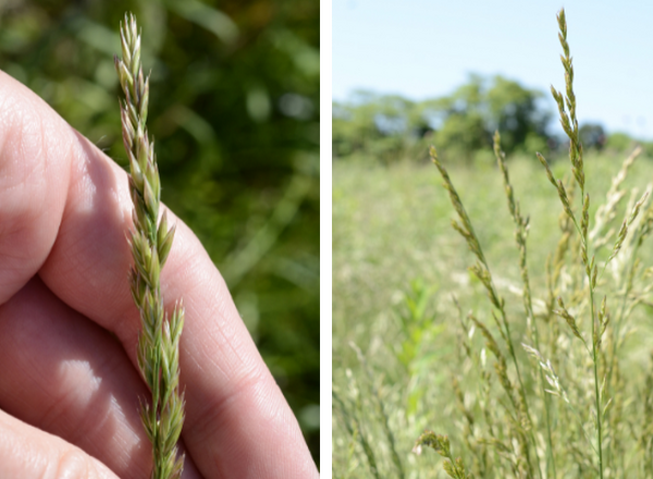 inflorescence of Tall Fescue looking like spike on left and panicle on right