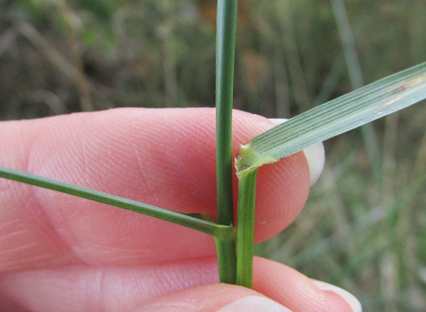 Angled leaves of Tall Fescue