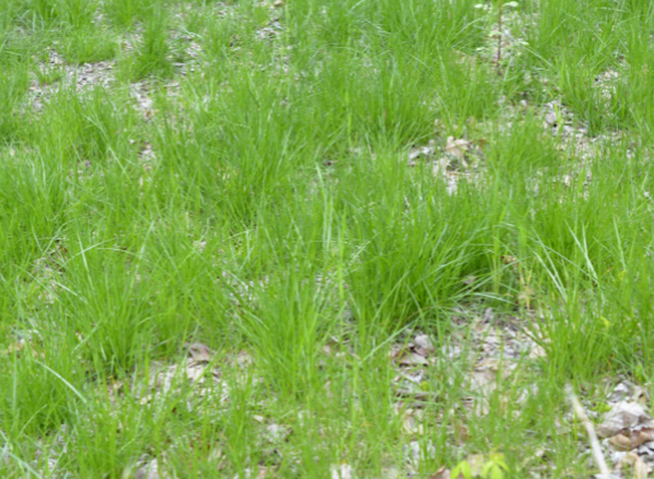 bunches of Tall Fescue showing bunching growth habit