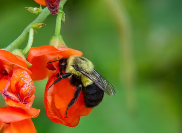 Bumble bee on scarlet runner bean
