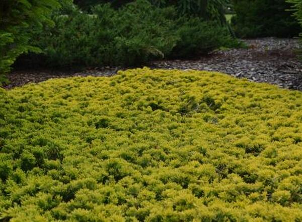 Yellow bed of flowering juniper groundcover