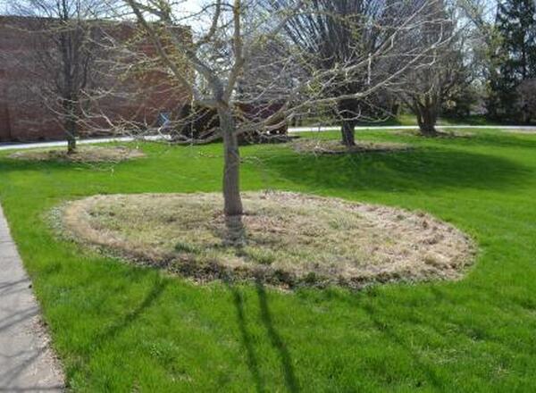 Mulch ring around trees in a park