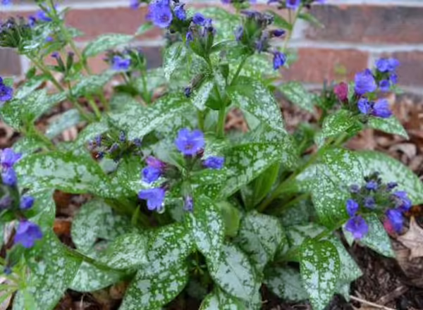 Lungwort in flower