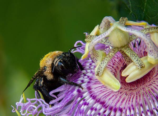 Female carpenter bee on purple passion flower flower