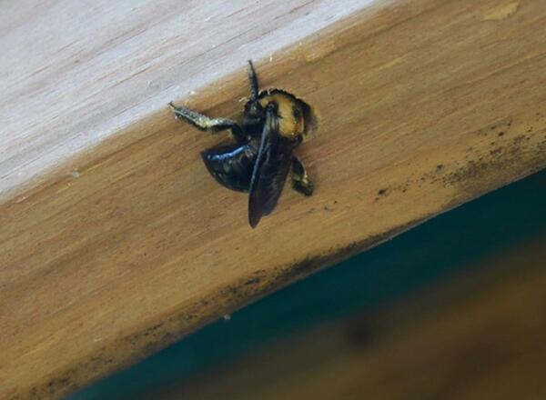 A female carpenter bee excavating nest in wood