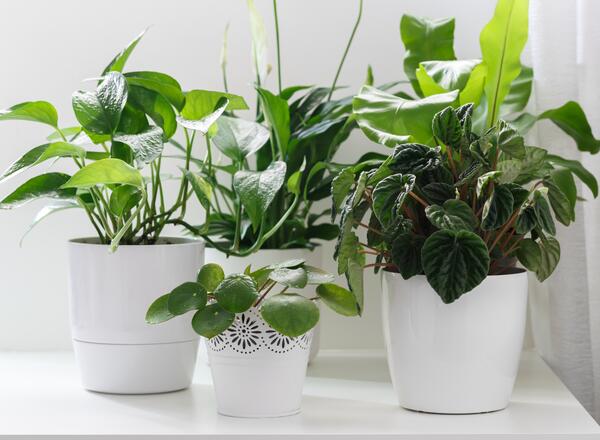 3 green potted plants in white pots