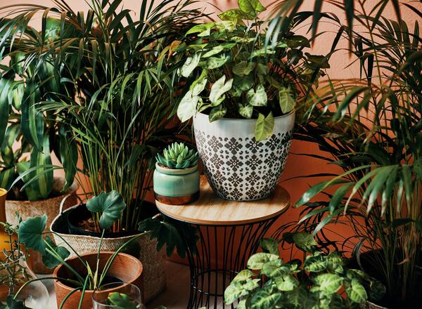 several pots of indoor plants