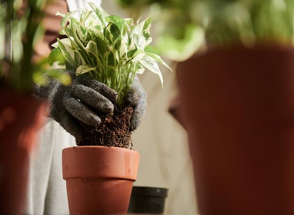 person pulling plant out of pot to repot