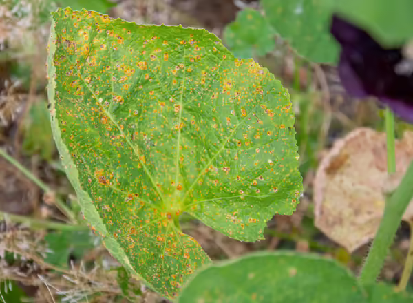 yellow and orange pustules of hollyhock rust on a hollyhock leaf