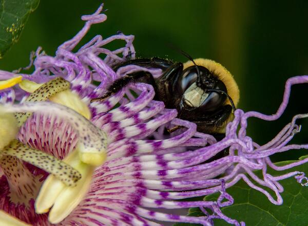 Male Carpenter bee on purple passion flower flower
