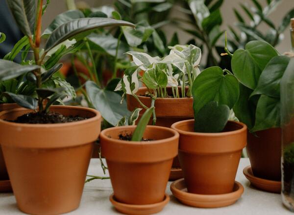 clay potted plants