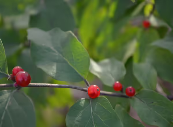 bush honeysuckle leaf and fruit