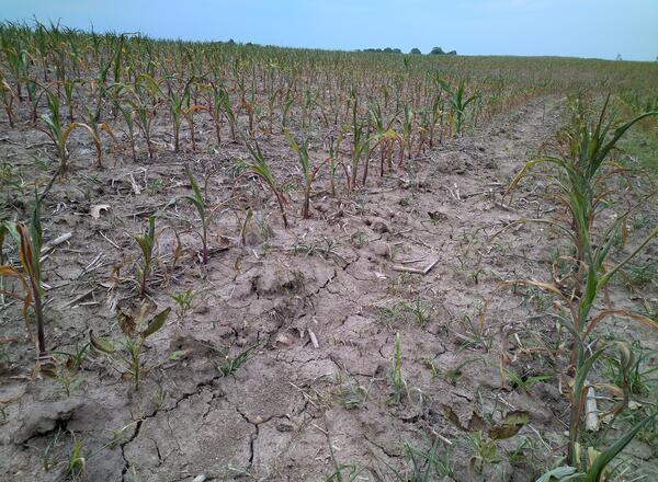Stressed corn in early June of 2023