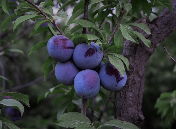 plums growing on a tree
