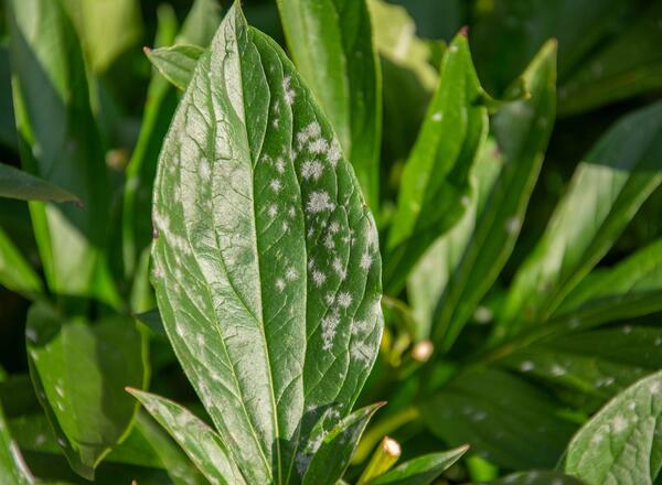 Peony leaf with white spots of powdery mildew