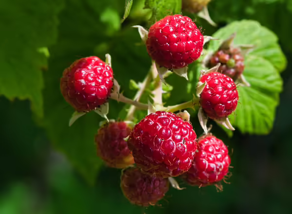 raspberries