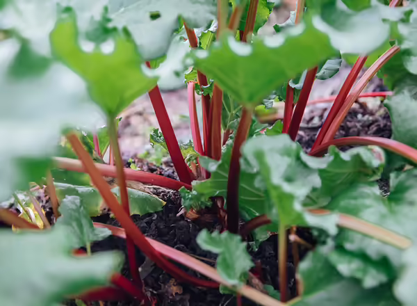 rhubarb