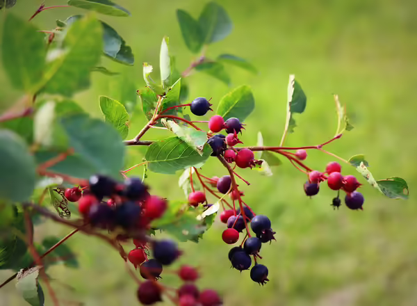 saskatoon berry tree