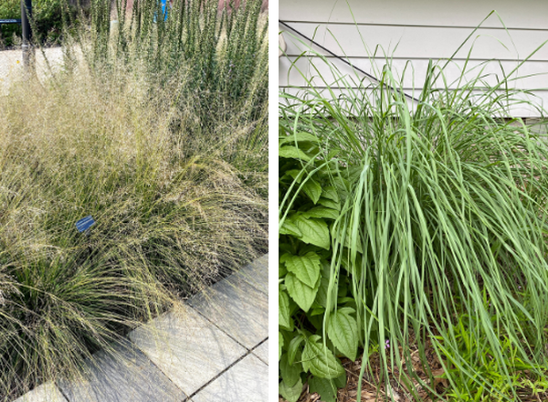 two images of bunchgrasses filling in empty space between flowering plants