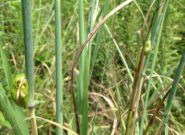 two tree frogs on Indian grass stems