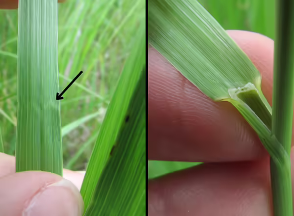 left shows m-shaped crimp with an arrow pointing to it, right shows membranous ligule
