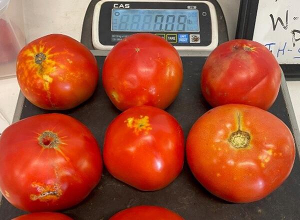 tomatoes with insect diseases