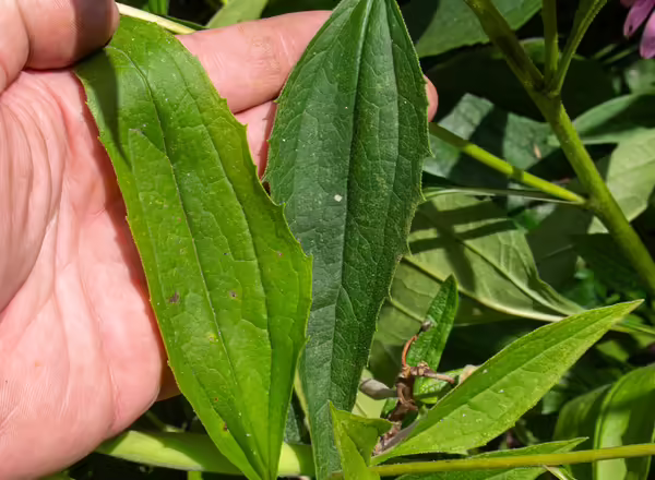 Yellowing leaf of a coneflower plant infected with aster yellows next to a healthy leaf