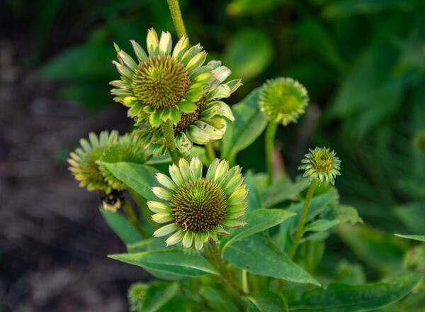 Coneflowers with green spoon-like flower petals