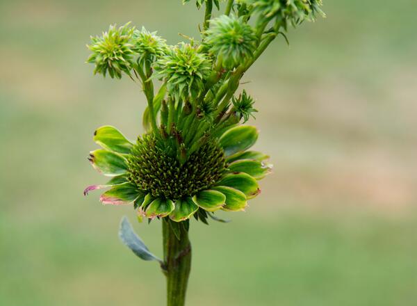 Coneflower with clusters of secondary flower heads emerging from the primary flower