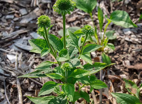 Stunted coneflower infected with aster yellows