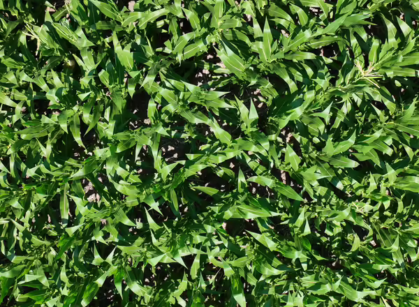 aerial view of corn