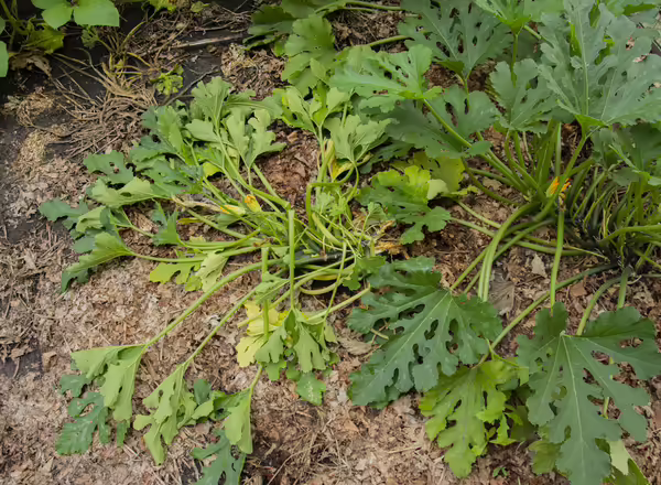 wilting zucchini plant that has been attacked by squash vine borer