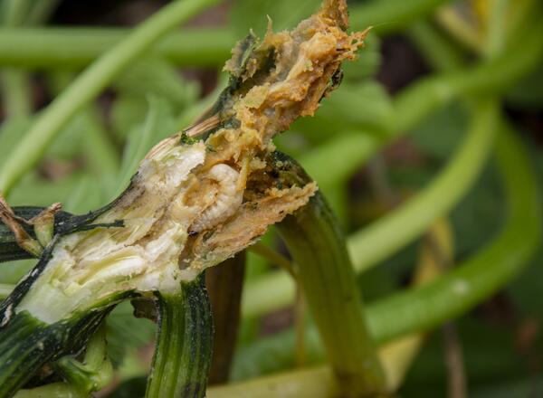 squash vine borer caterpillar feeding on zucchini